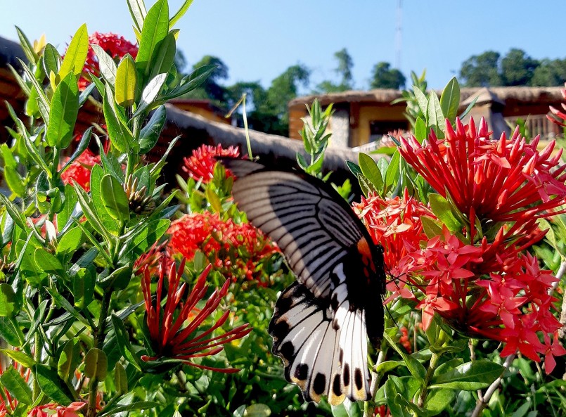 những người yêu cây và hoa việc sưu tầm những loại cây hoa cảnh phù hợp 