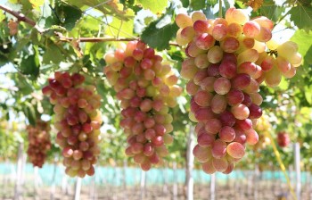 Mãn nhãn với những vườn ''nho ba màu'' nhìn đã mê, ăn miễn chê