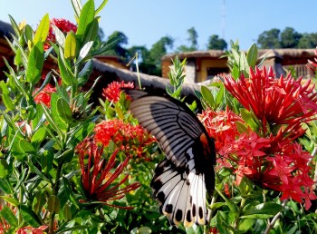 Những loại cây cảnh độc lạ giúp khu vườn tỏa hương khoe sắc