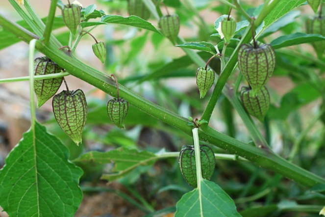 Cây tầm bóp và những bài thuốc tốt cho sức khỏe con người Cây tầm bóp và những bài thuốc tốt cho sức khỏe con người