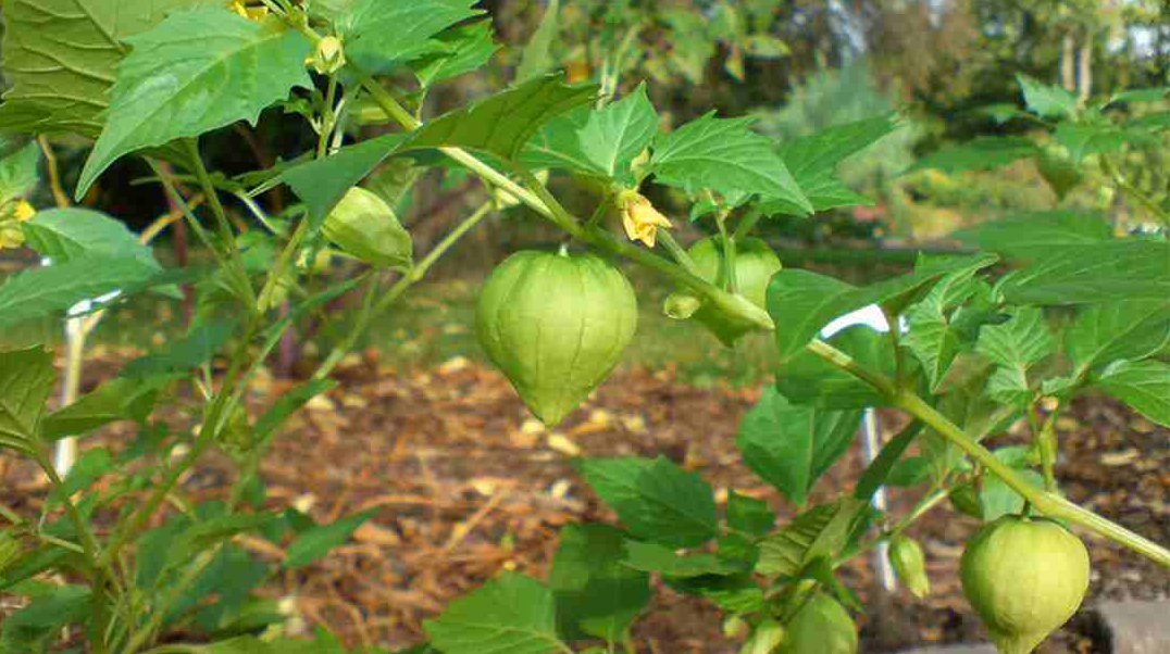 Cây tầm bóp có tác dụng gì? Những bài thuốc tốt cho sức khỏe con người Cây tầm bóp có tác dụng gì? Những bài thuốc tốt cho sức khỏe con người