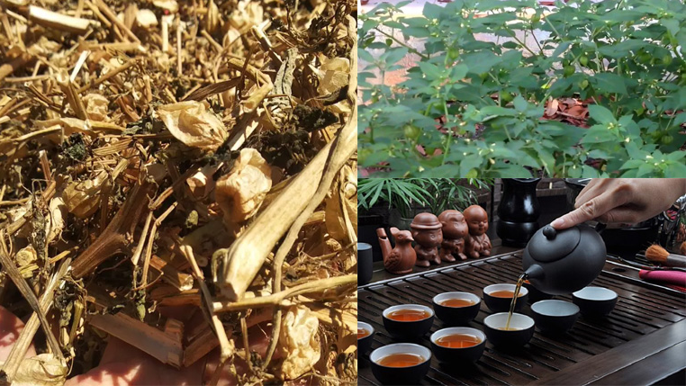 Cây tầm bóp có tác dụng gì? Những bài thuốc tốt cho sức khỏe con người Cây tầm bóp có tác dụng gì? Những bài thuốc tốt cho sức khỏe con người