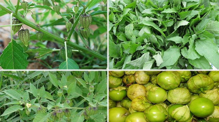 Cây tầm bóp có tác dụng gì? Những bài thuốc tốt cho sức khỏe con người Cây tầm bóp có tác dụng gì? Những bài thuốc tốt cho sức khỏe con người