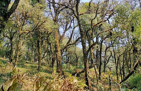 Một vùng chè cổ trên đường lên đỉnh Phàn Liên San, Lai Châu.