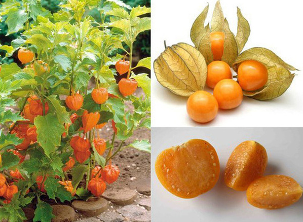 Cây tầm bóp có tác dụng gì? Những bài thuốc tốt cho sức khỏe con người Cây tầm bóp có tác dụng gì? Những bài thuốc tốt cho sức khỏe con người