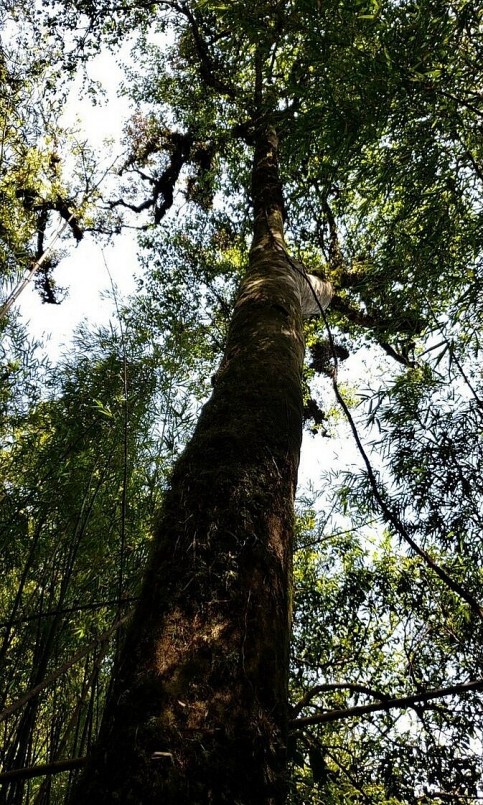 Một gốc chè cổ thụ cao hàng chục mét trên đỉnh Phàn Liên San.