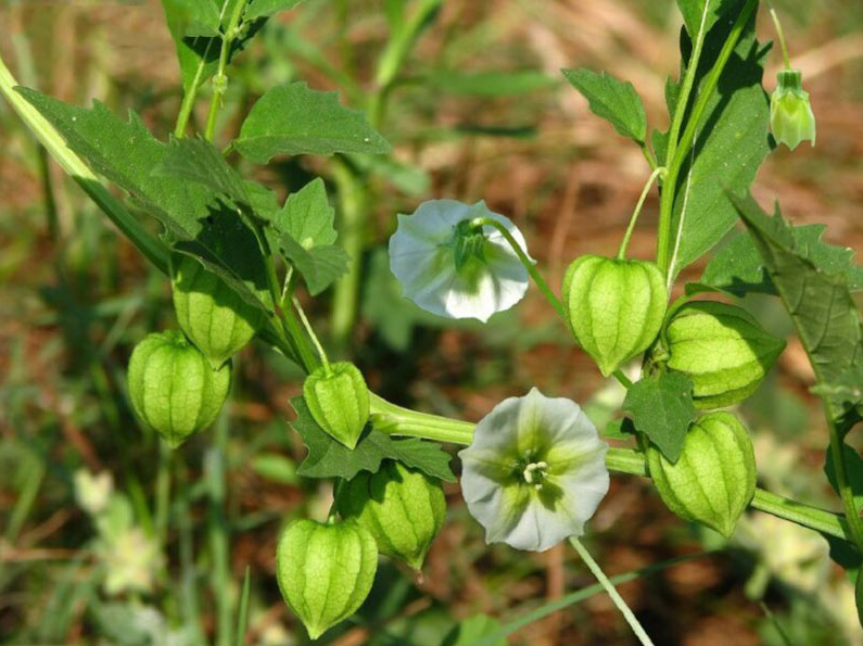 Cây tầm bóp có tác dụng gì? Những bài thuốc tốt cho sức khỏe con người Cây tầm bóp có tác dụng gì? Những bài thuốc tốt cho sức khỏe con người