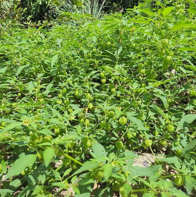 Cây tầm bóp có tác dụng gì? Những bài thuốc tốt cho sức khỏe con người Cây tầm bóp có tác dụng gì? Những bài thuốc tốt cho sức khỏe con người