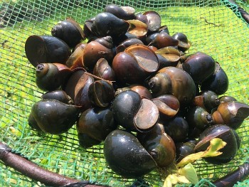 Nuôi con “ăn dơ ở sạch”, lão nông làm việc nhẹ mà thu nhập vẫn cao gần 50 triệu đồng/tháng