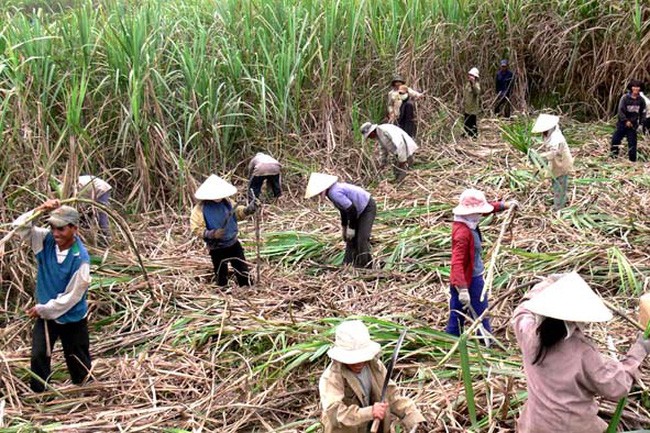 Người trồng “kết” mía giải khát khiến nhà máy đường “khát” nguyên liệu