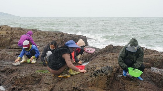Loại đặc sản mọc lên từ đá, người dân đi lấy về bán giá hàng triệu đồng/kg
