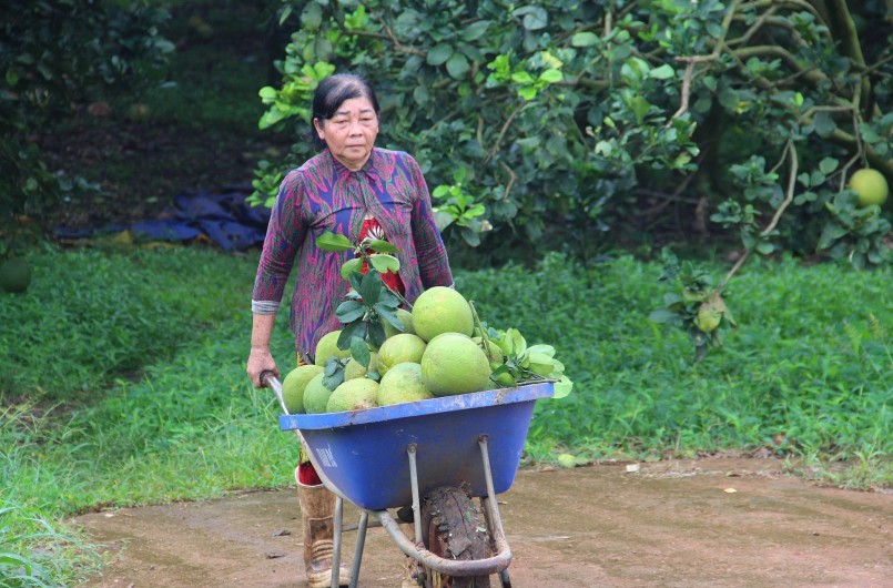 Bưởi chín nhưng không có đầu ra khiến nhiều chủ vườn ngậm ngùi bán tháo với giá thấp. Bưởi chín nhưng không có đầu ra khiến nhiều chủ vườn ngậm ngùi bán tháo với giá thấp.