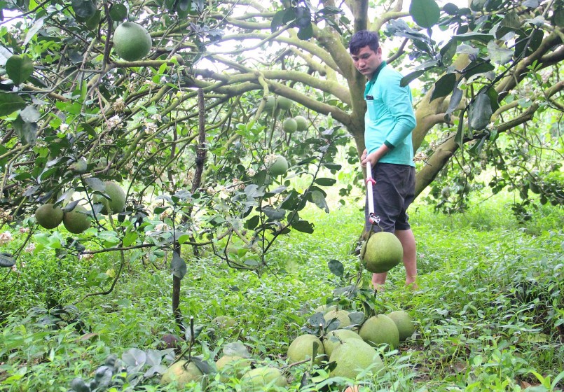 Bưởi da xanh chín sớm khiến hàng trăm tấn bưởi khốn đốn vì không có nguồn ra. Đây là thực trạng chung đang diễn ra tại các vườn bưởi phường Hắc Dịch và xã Sông Xoài (TX. Phú Mỹ). Bưởi da xanh chín sớm khiến hàng trăm tấn bưởi khốn đốn vì không có nguồn ra. Đây là thực trạng chung đang diễn ra tại các vườn bưởi phường Hắc Dịch và xã Sông Xoài (TX. Phú Mỹ).
