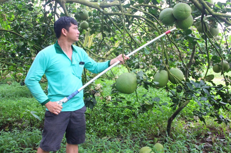 Theo anh Trung, thực trạng này không chỉ riêng vườn bưởi da xanh của anh mà xảy ra cả trong và ngoài tỉnh. Bưởi chín sớm với số lượng lơn, không đúng dịp lễ, rằm nên sức mua cũng giảm mạnh. Theo anh Trung, thực trạng này không chỉ riêng vườn bưởi da xanh của anh mà xảy ra cả trong và ngoài tỉnh. Bưởi chín sớm với số lượng lơn, không đúng dịp lễ, rằm nên sức mua cũng giảm mạnh.