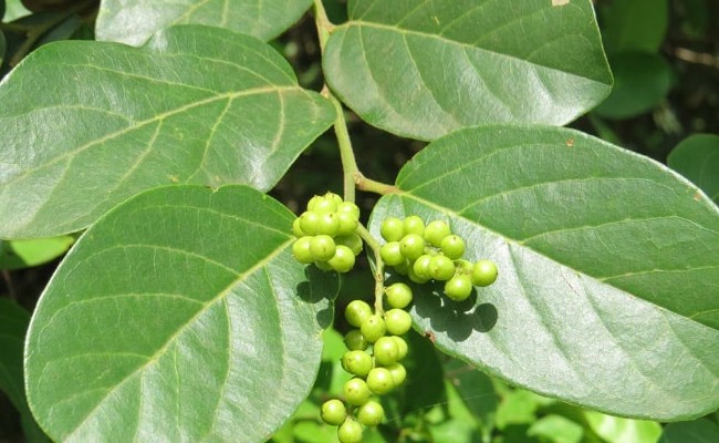 Cây xưa mọc hoang không ai hái, giờ thành “đặc sản hiếm” muốn mua cũng khó