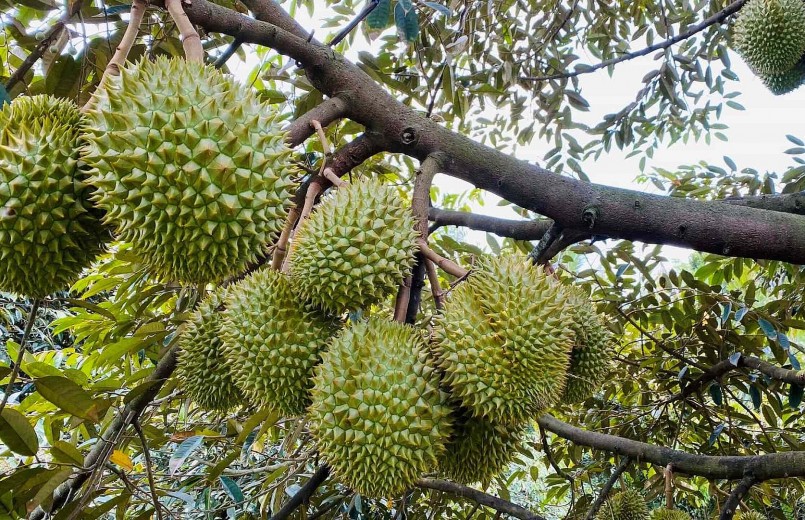 ngành Nông nghiệp TP Cần Thơ cùng các sở, ngành thành phố và địa phương đang tích cực hỗ trợ nông dân xây dựng mã số vùng trồng