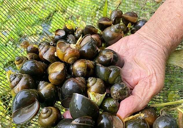 Khoảng 5 - 6 tháng tuổi, ốc sẽ trưởng thành, có thể thu hoạch khoảng 25 - 30 con/kg. 