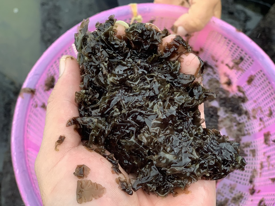 Loại đặc sản mọc lên từ đá, người dân đi lấy về bán giá hàng triệu đồng/kg