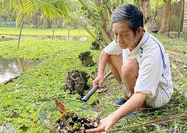 Mô hình nuôi ốc bươu đen của ông Thanh với diện diện tích 1.200m2 mặt nước, nuôi theo tự nhiên mà vẫn cho nguồn thu nhập ổn định.