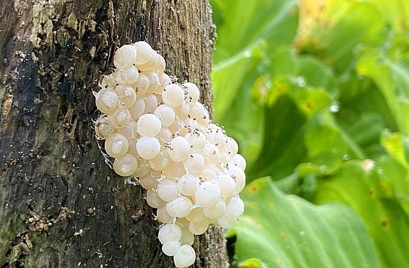 Trứng ốc bươu đen đẻ bám trên thân cây.