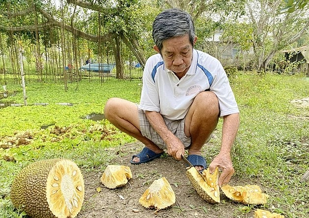 Ngoài lục bình, bông súng, cỏ, rơm, bèo tai tượng, ông Thanh còn tận dụng mít chín và vỏ làm thức ăn cho ốc.