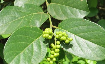 Cây xưa mọc hoang không ai hái, giờ thành “đặc sản hiếm” muốn mua cũng khó