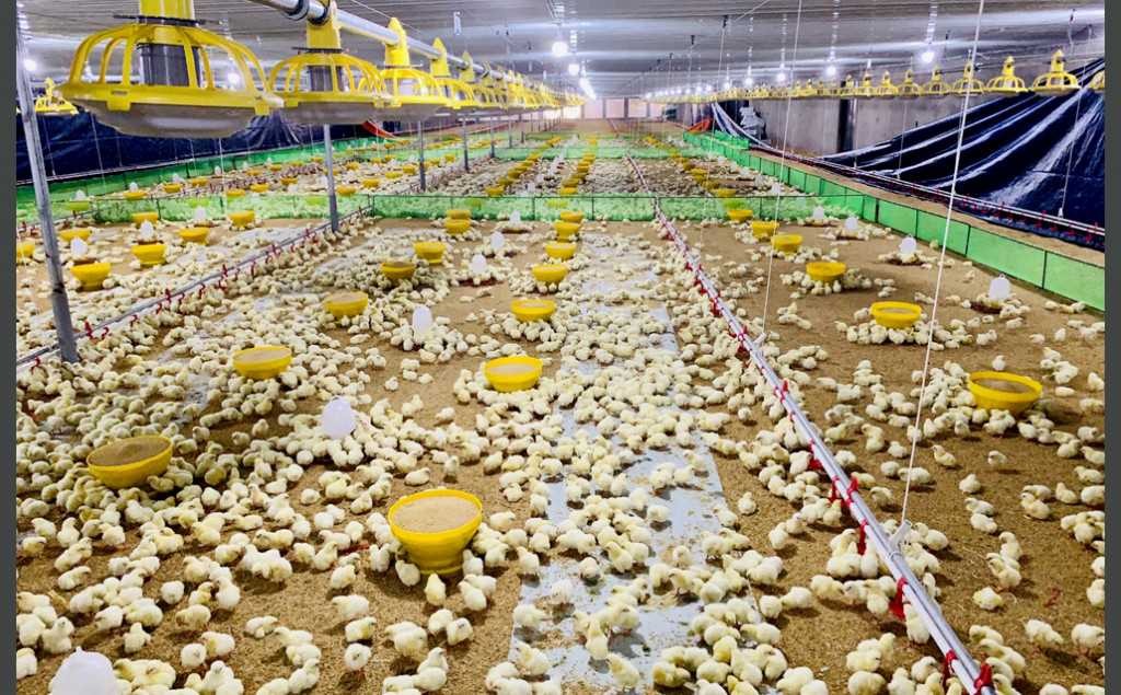 Anh Nguyễn Tôn Quyền còn đầu tư một số dự án nông nghiệp công nghệ cao