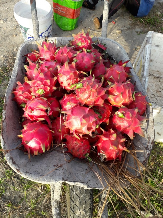 thanh long ruột đỏ của anh Quyền được tiêu thụ tại các siêu thị, chung cư trên địa bàn TP Uông Bí, Hạ Long và Hà Nội