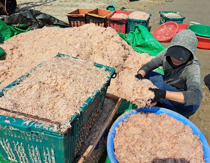Ngư dân Hà Tĩnh trúng đậm “lộc” biển, thu bạc triệu mỗi đêm
