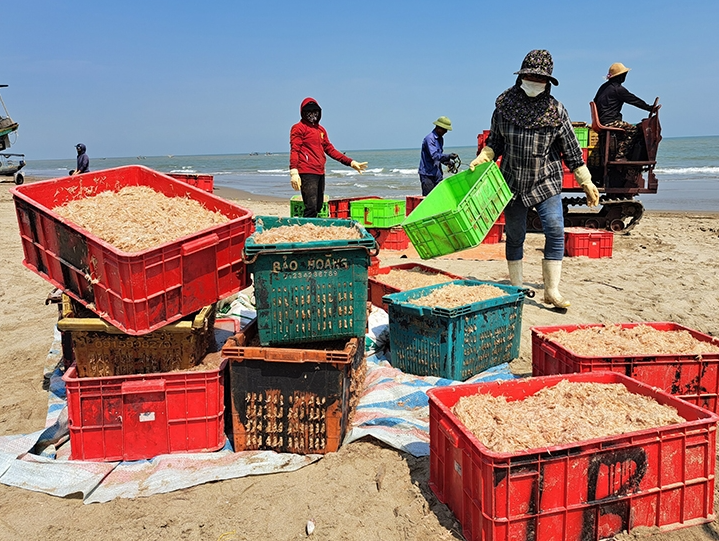 Ngư dân Hà Tĩnh trúng đậm “lộc” biển, thu bạc triệu mỗi đêm