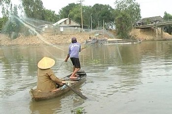 Mùa cá ra ở Nam Bộ, người dân vùng lũ kiếm bộn cá tôm