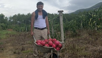 Kỹ sư thuỷ lợi cho thanh long “ăn” phân gà, không ngờ năng suất gấp ba, cứ hái quả là đếm tiền