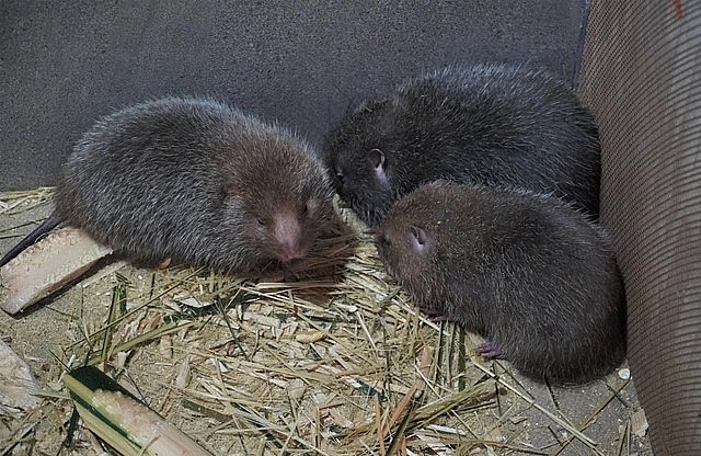 Chuồng nuôi dúi của Anh Trần Đình Nhâm được bố trí gần nhà.