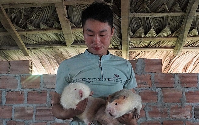 Đàn dúi của anh Nhâm hiện nay có 200 con, tất cả đều khỏe mạnh và sinh sản tốt.