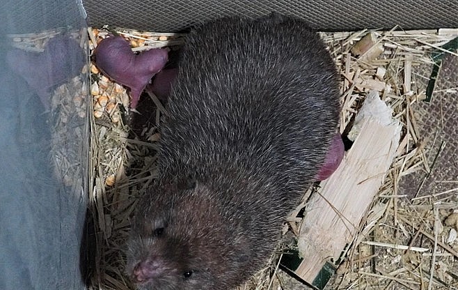 Dúi sinh sản dày, mỗi năm 3 lứa, mỗi lứa 3-4 con.