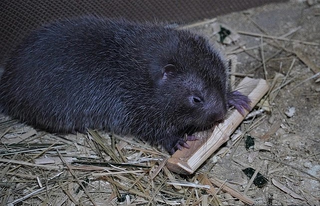 Một con dúi đang gặm nứa.