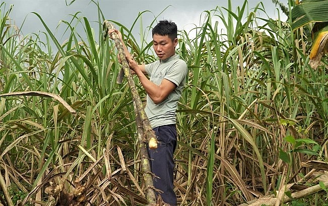 Anh Nhâm trồng mía trong vườn để làm thức ăn cho đàn dúi.