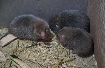 Anh công nhân miền núi bỏ 6 triệu nuôi con độc lạ thu về 200 triệu/năm