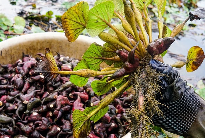 củ ấu sừng trâu