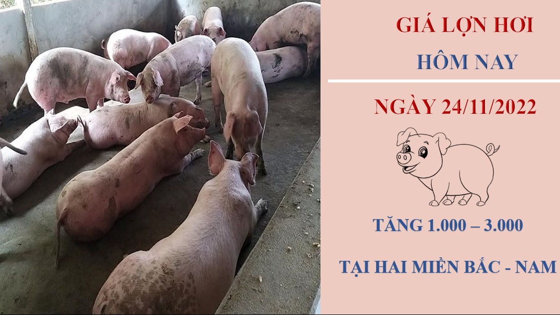 Giá heo hơi hôm nay 24/11/2022: Tăng 1.000 - 3.000 đồng/kg ở một vài nơi
