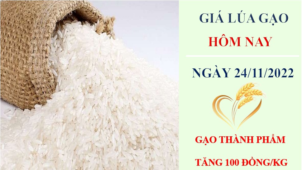 Giá lúa gạo hôm nay 24/11/2022: Nguồn cung khan hiếm đẩy giá gạo tăng cao