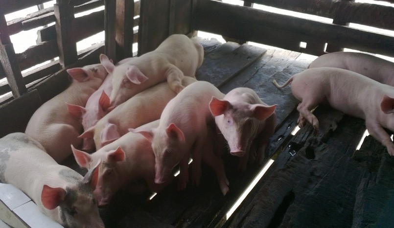 Giá heo tiếp tục biến động theo xu hướng tăng.