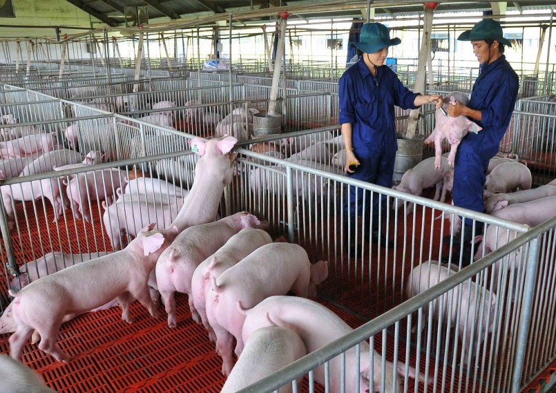 Giá heo hơi hôm nay tiếp tục đà tăng, có nơi cao nhất là 3.000 đồng/kg .