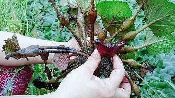 Kỳ lạ củ như sừng trâu, "thân em" trắng ngần được mệnh danh “nhân sâm của người nghèo”, thanh lọc cơ thể cực tốt