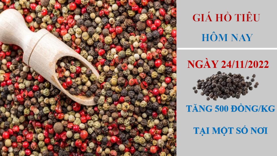 Giá hồ tiêu hôm nay 24/11/2022: Tăng 500 đồng/kg tại một số địa phương