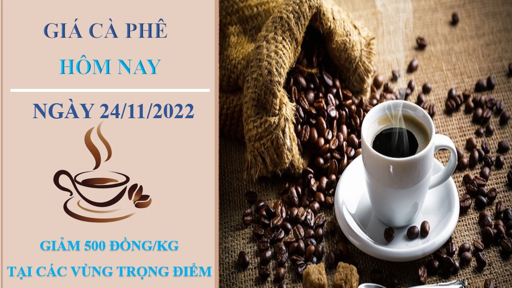 Giá cà phê hôm nay 24/11/2022: Giảm 500 đồng/kg sau hai ngày tăng