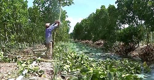 Nông dân chặt các cây ăn quả khác để trồng sầu riêng.