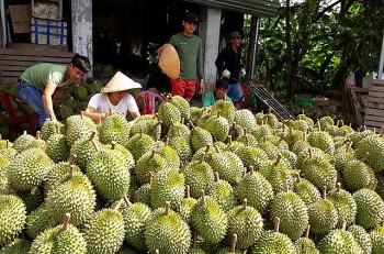 Sầu riêng đừng để  thành "sầu chung"!