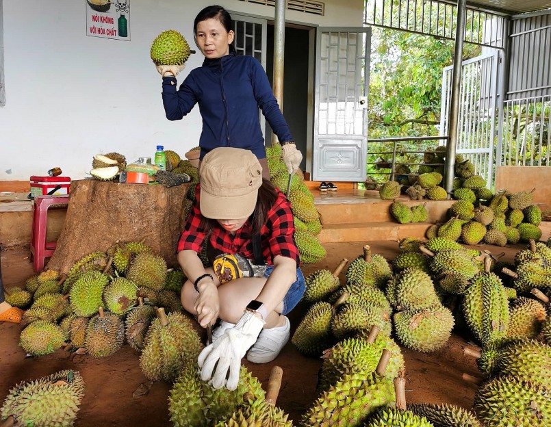 Sầu riêng xuất khẩu chính ngạch Trung Quốc là cơ hội thuận lợi cho người trồng sầu riêng Việt Nam. Sầu riêng xuất khẩu chính ngạch Trung Quốc là cơ hội thuận lợi cho người trồng sầu riêng Việt Nam.