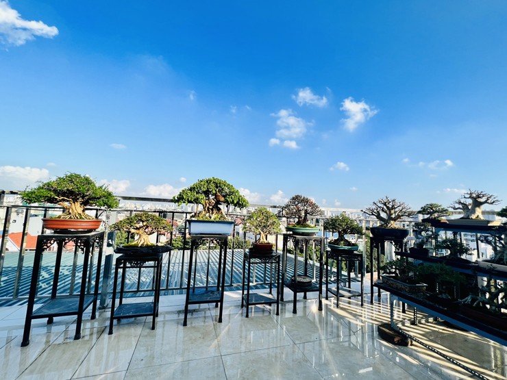 Bên cạnh đó, cây bonsai kích thước nhỏ nhưng lại có “võ”, bởi nó mang đầy đủ các yếu tố nghệ thuật của bonsai. Đây cũng là xu hướng chơi cây cảnh của thế giới